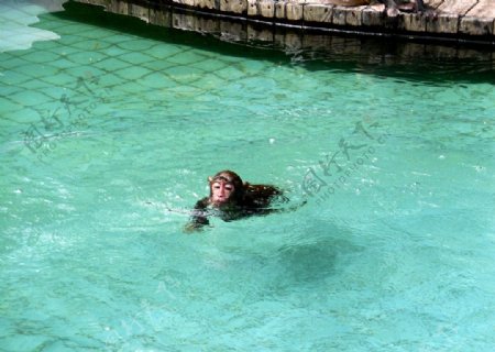 游泳的猴子图片