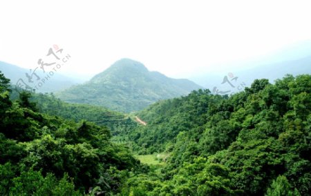 金光寨阁的风景图之绿色树林图片