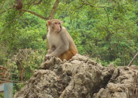 龙虎山猴子占山为王图片