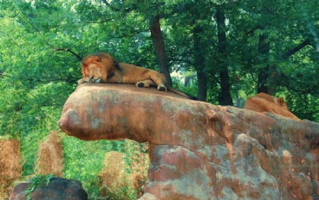悍睡的狮子图片