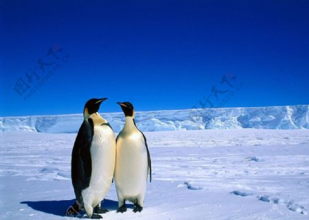 企鹅雪地亮图图片