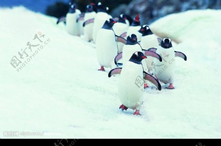排着队伍的企鹅图片