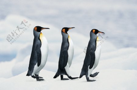 3只企鹅在排队图片