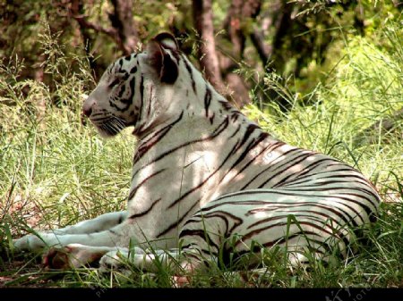 森林野生动物白虎黑白条纹皮毛图片