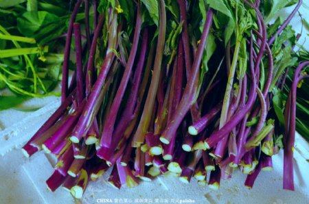 红菜苔紫菜心图片