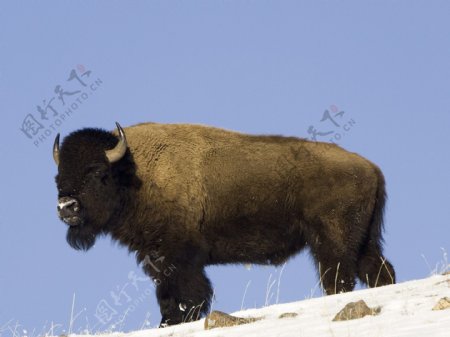 黄石国家公园美洲野牛图片