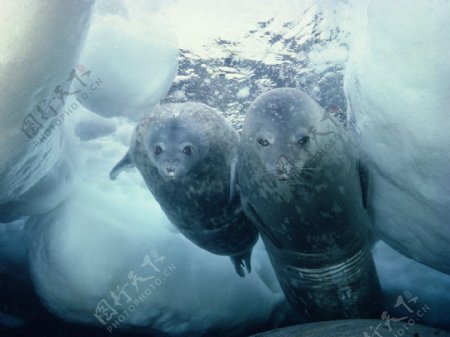 南极洲威德尔海豹图片