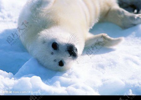 雪地里的海豹图片
