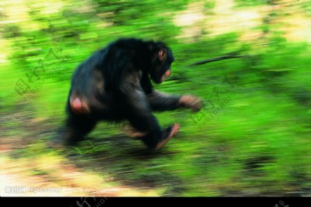 奔跑的猩猩图片