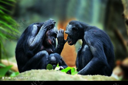 两只黑猩猩图片