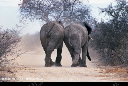 并肩走的两头大象图片