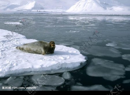 海豹和冰山图片