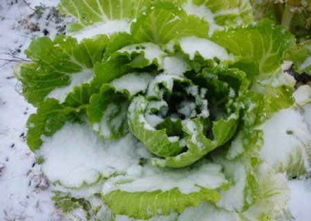雪中白菜图片