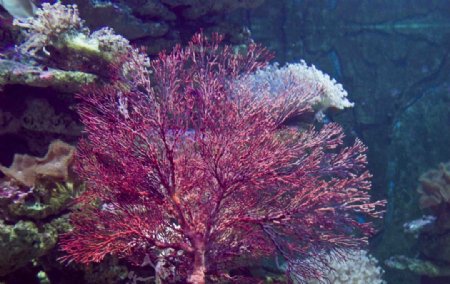 红海树珊瑚图片