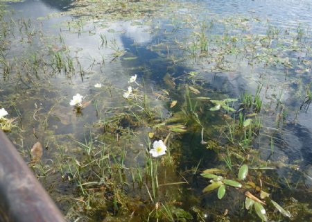 丽江拉市海水面水性杨花图片