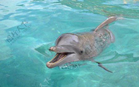 大溪地海豚图片