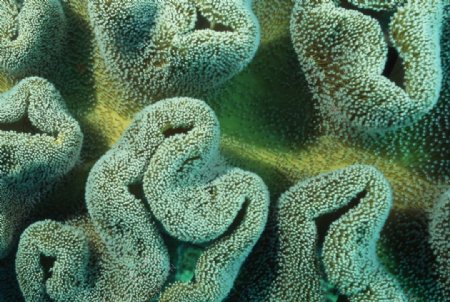 海底世界海底珊瑚礁图片