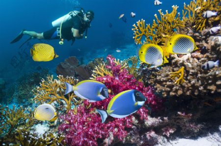 海洋生物海洋热带鱼图片