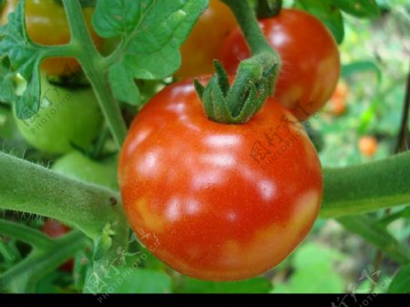 高清小西红柿图片
