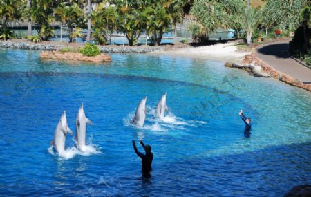 海洋世界海豚表演图片