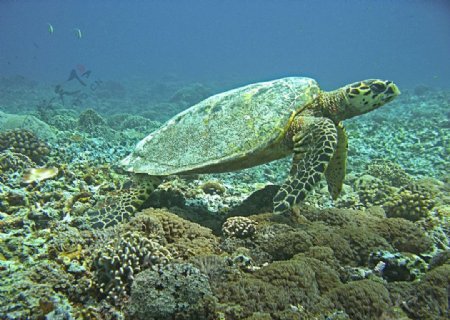 巴厘岛海龟图片