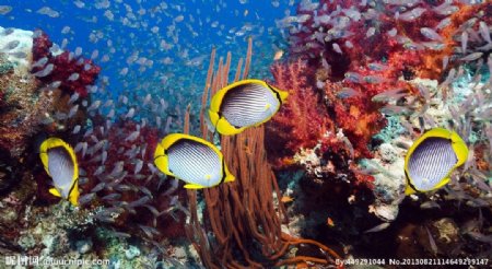 珊瑚礁和热带鱼图片