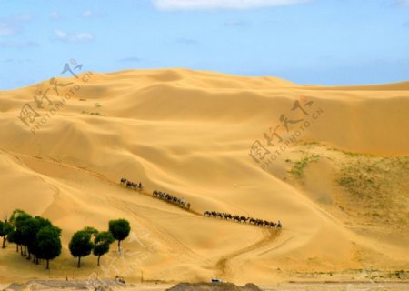 唯美的沙漠和绿树驼队图片