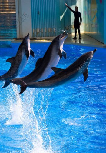 海洋公园海豚表演图片