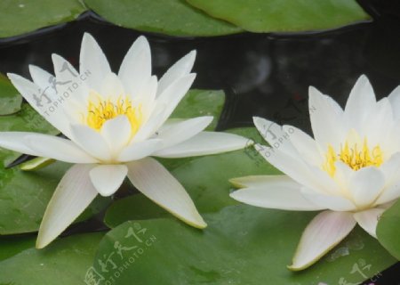 白色睡莲花图片