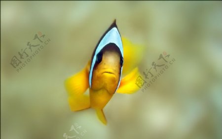 热带鱼尼莫小丑鱼图片