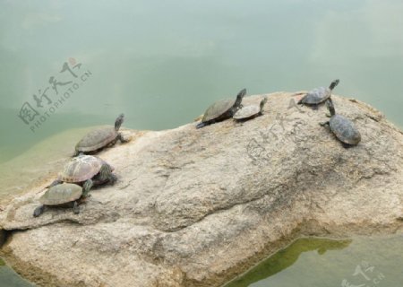 石头上的乌龟图片