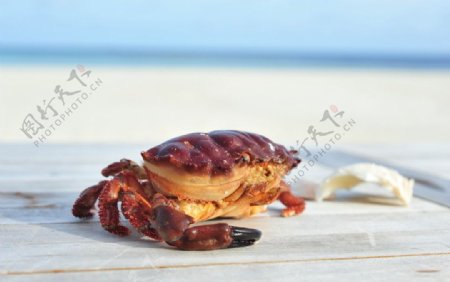 憨态可掬的红螃蟹图片