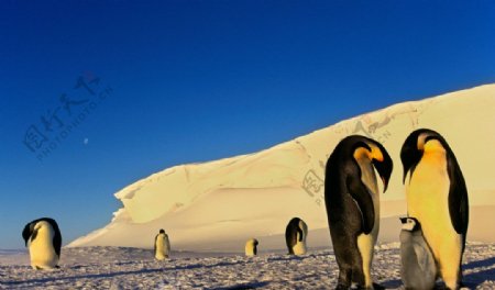 企鹅之家图片