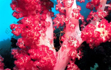 绚丽海底生物图片