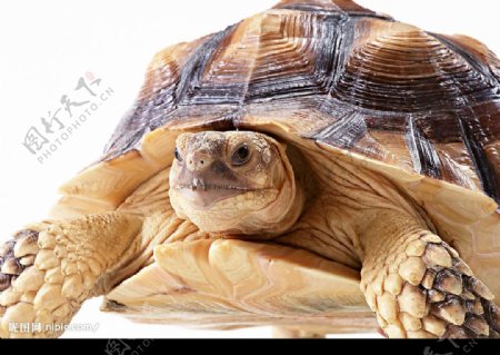 苏卡达陆龟图片