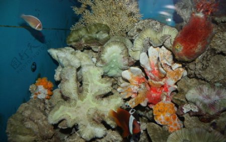 脑形珊瑚图片