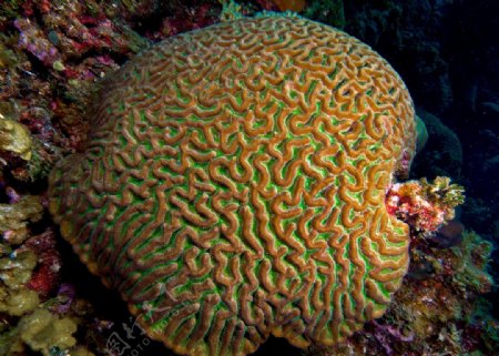石珊瑚图片