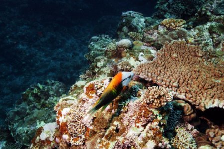 珊瑚礁边的橘鱼图片