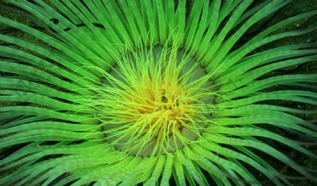 绿海葵图片