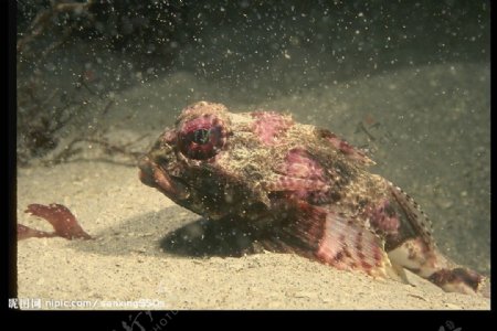 海底动物图片