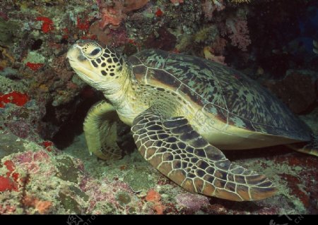 海洋生物图片