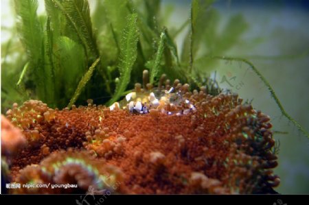 透明虾子海葵虾图片