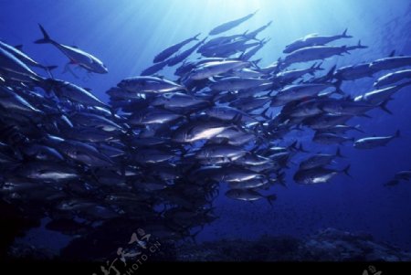 深海鱼类图片
