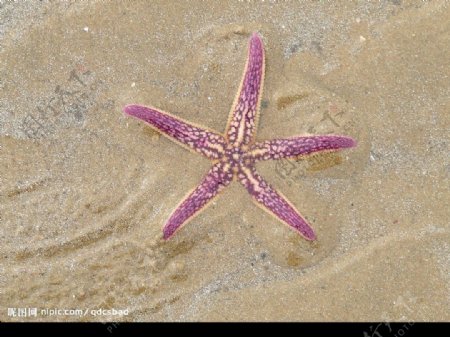 金沙滩的海星图片