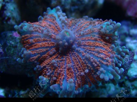 菇珊瑚图片