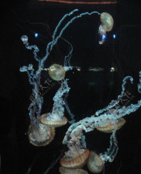 芝加哥水族馆水母图片