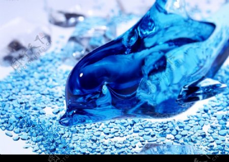 蓝水晶海豚图片