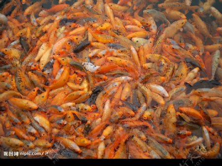 千岛湖鱼群图片