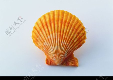 高精度漂亮贝壳图片