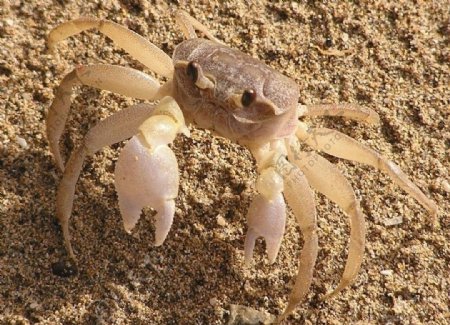 平掌沙蟹BBayCrab图片